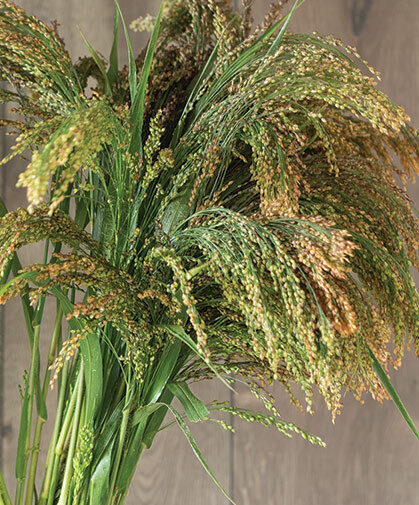 Panic Grass (Panicum violaceum) Grass. Seeds